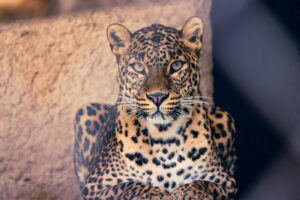 A House Full of Wildlife Exotic Pets in the Family