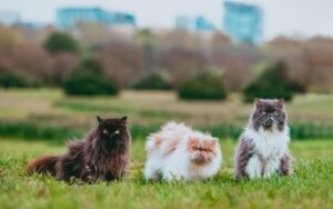Beyond Cats and Dogs Discovering the World of Exotic Pets