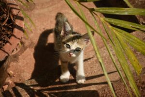 Bizarre but Beloved Unusual Pets Around the World