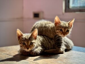 Caring for Your Exotic Mammal