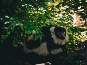 Ethics of Exotic Pets What Every Owner Should Know