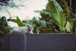Exotic Pet Care The Basics Every Owner Should Know