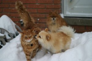 Exotic Pets for Beginners Start with These Low-Maintenance Animals