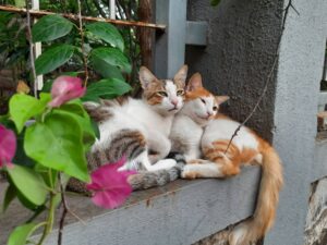 Exotic Pets in the Wild How Captivity Affects Them