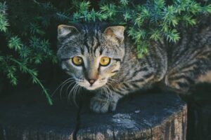 From Reptiles to Birds The Best Exotic Pets for Every Type of Owner