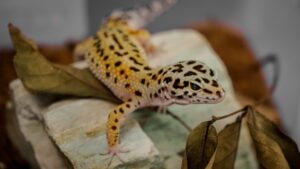 From Savannah to Sofa Adopting Exotic Pets Responsibly