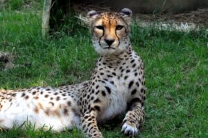 How to Handle and Train Your Exotic Pet