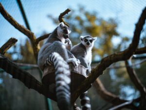 Is an Exotic Pet Right for You The Pros and Cons