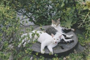 Legal or Lethal Understanding Exotic Pet Laws
