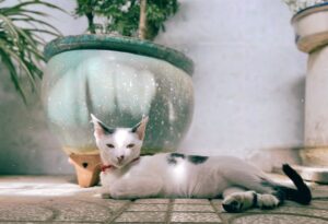 Legally Wild Navigating Exotic Pet Laws