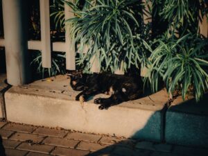 Rare Companions Stories from Exotic Pet Owners