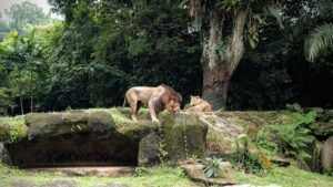 The Beginner’s Guide to Exotic Animals at Home