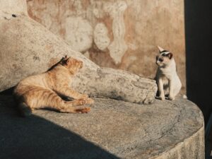 The Dangers of Owning Exotic Pets What You Should Know