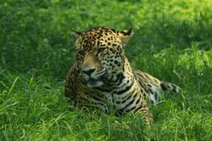 The Exotic Pet Owner’s Survival Guide