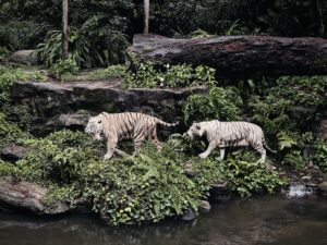 The Legal and Ethical Side of Exotic Pet Ownership