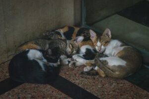 The Most Popular Exotic Pets and How to Take Care of Them