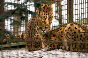 The Pros and Cons of Owning Exotic Animals