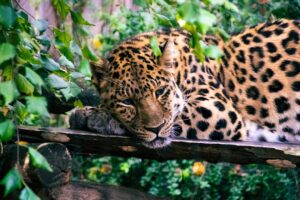 Tiny Tigers & Mini Monkeys Adventures in Exotic Pet Care