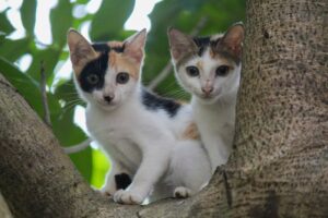 Tiny Tigers and Mini Monkeys A Look into Exotic Pet Trends