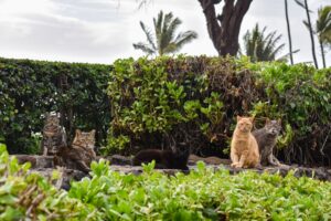Tropical and Unusual Exploring the World of Exotic Pets