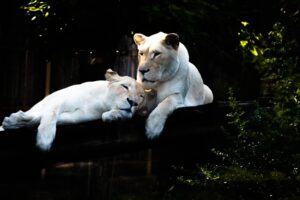 Understanding the Legalities of Owning Exotic Pets