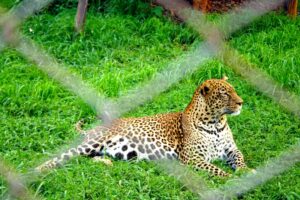Zebra in the Backyard Tales of Unusual Pets